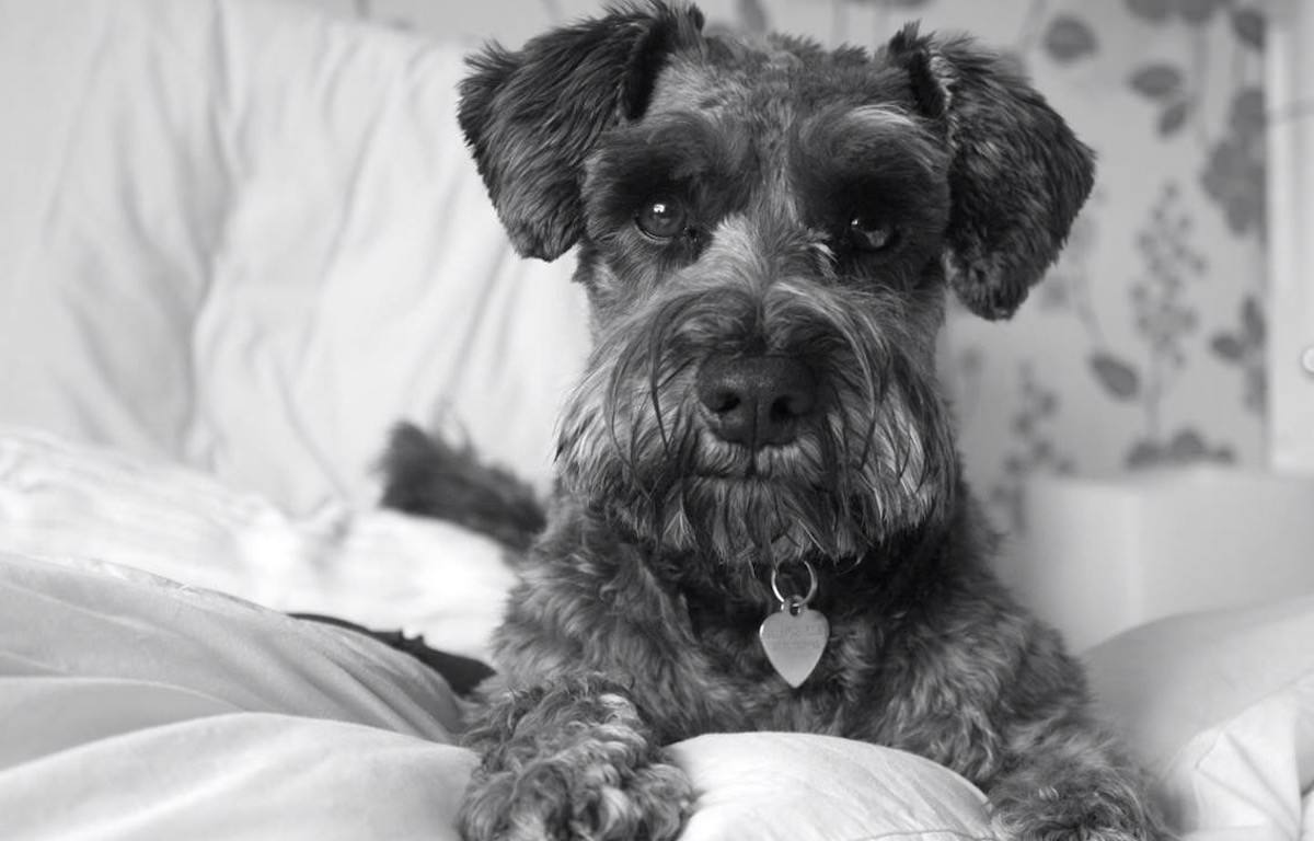 Miniature Schnauzer poses for the camera on white linen